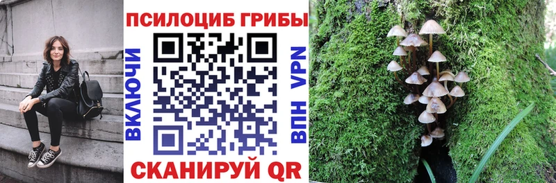 Псилоцибиновые грибы Psilocybe  сколько стоит  Холм 